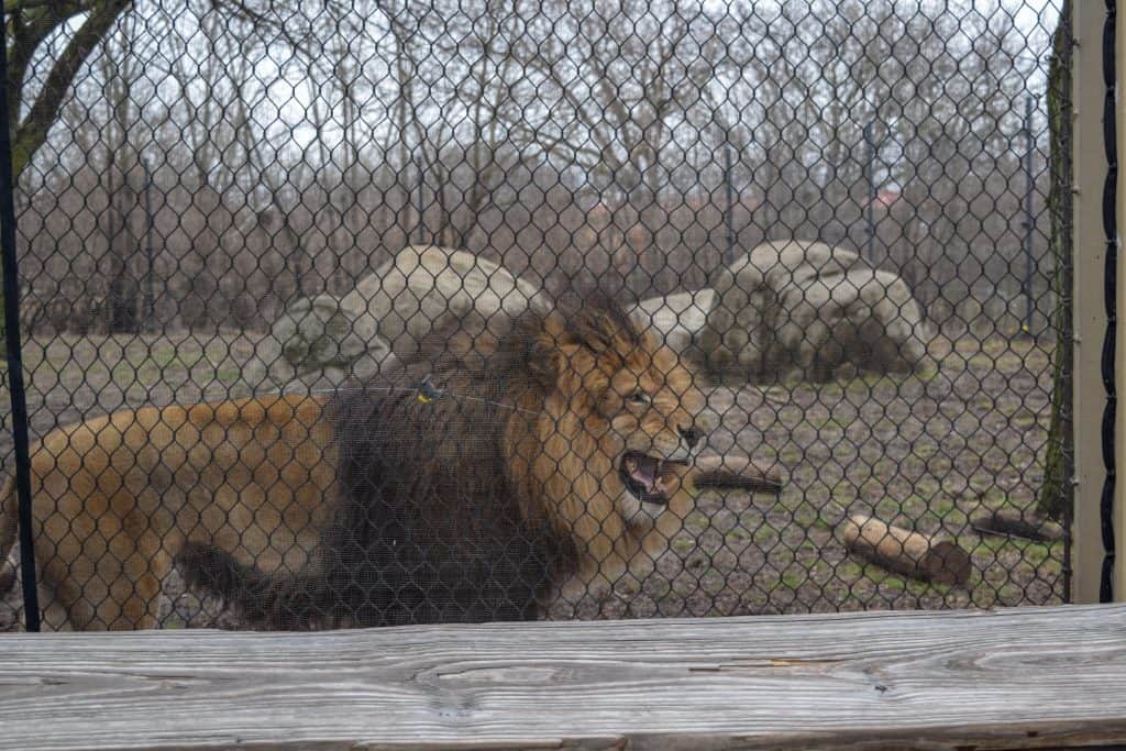 The Indianapolis Zoo is fun for people of all ages and we can't recommend it enough. Be sure to make time to see all of their awesome exhibits, including the Dolphin Dome Underwater Viewing area!