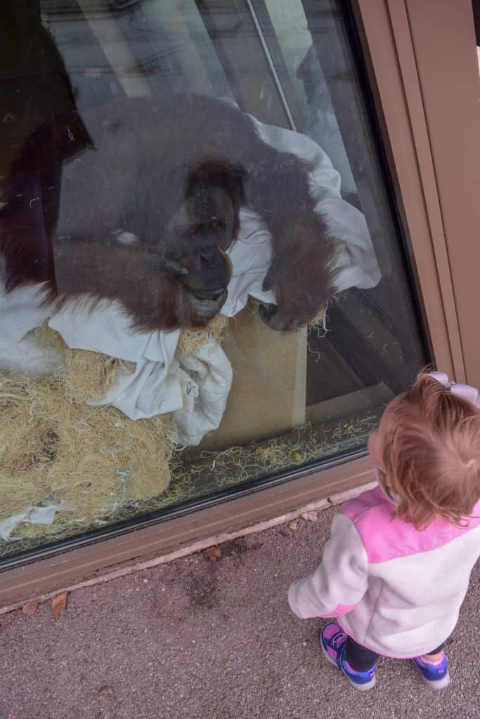 The Indianapolis Zoo is fun for people of all ages and we can't recommend it enough. Be sure to make time to see all of their awesome exhibits, including the Dolphin Dome Underwater Viewing area!