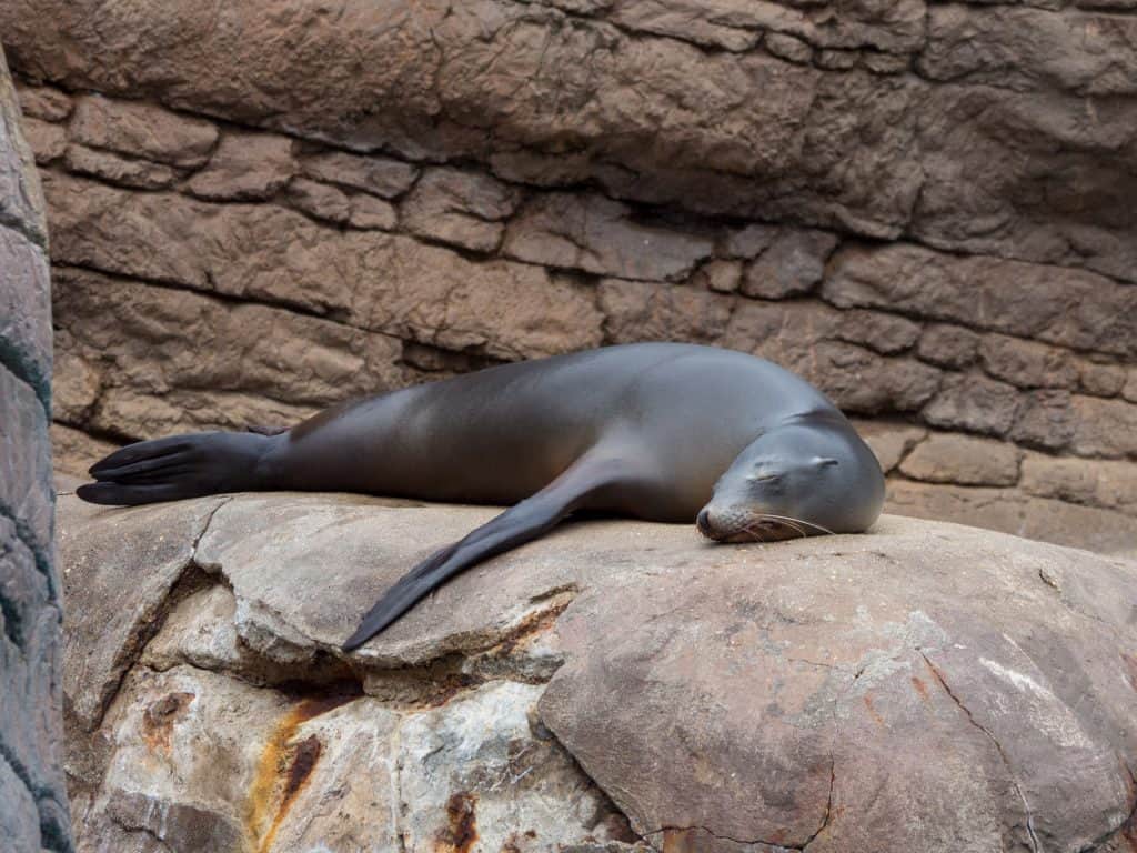 The Indianapolis Zoo is fun for people of all ages and we can't recommend it enough. Be sure to make time to see all of their awesome exhibits, including the Dolphin Dome Underwater Viewing area!