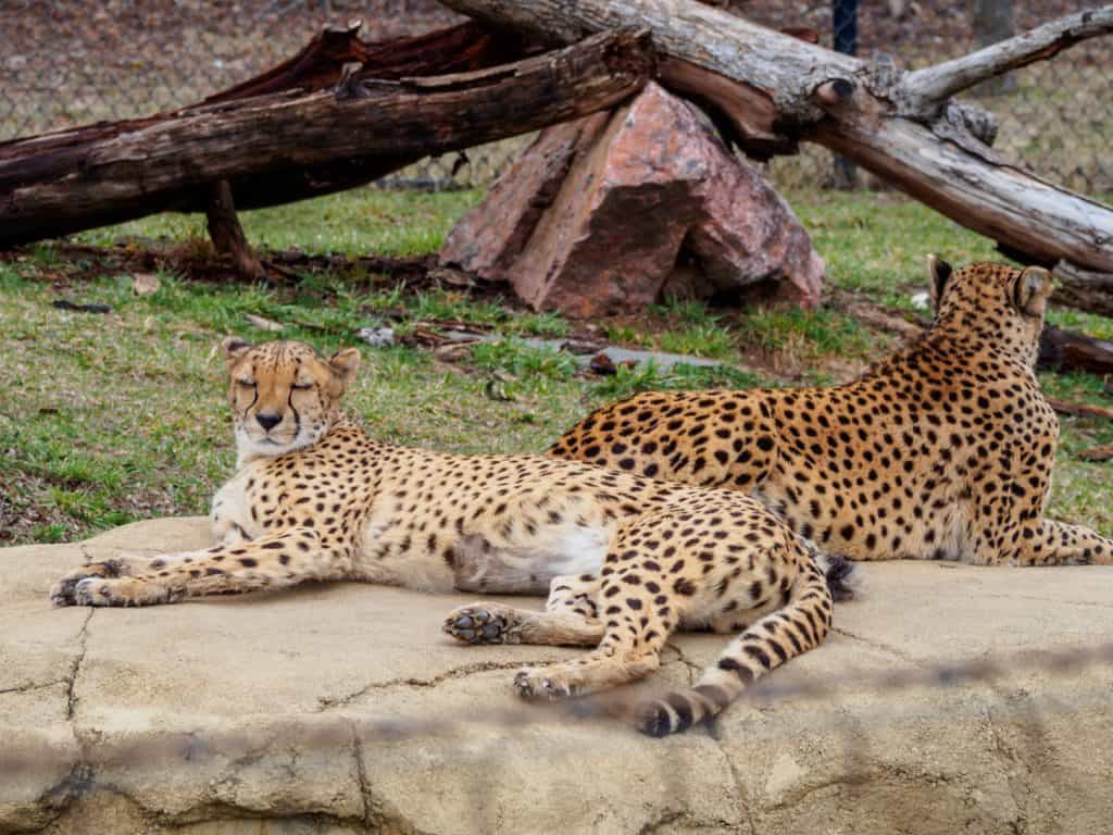 The Indianapolis Zoo is fun for people of all ages and we can't recommend it enough. Be sure to make time to see all of their awesome exhibits, including the Dolphin Dome Underwater Viewing area!