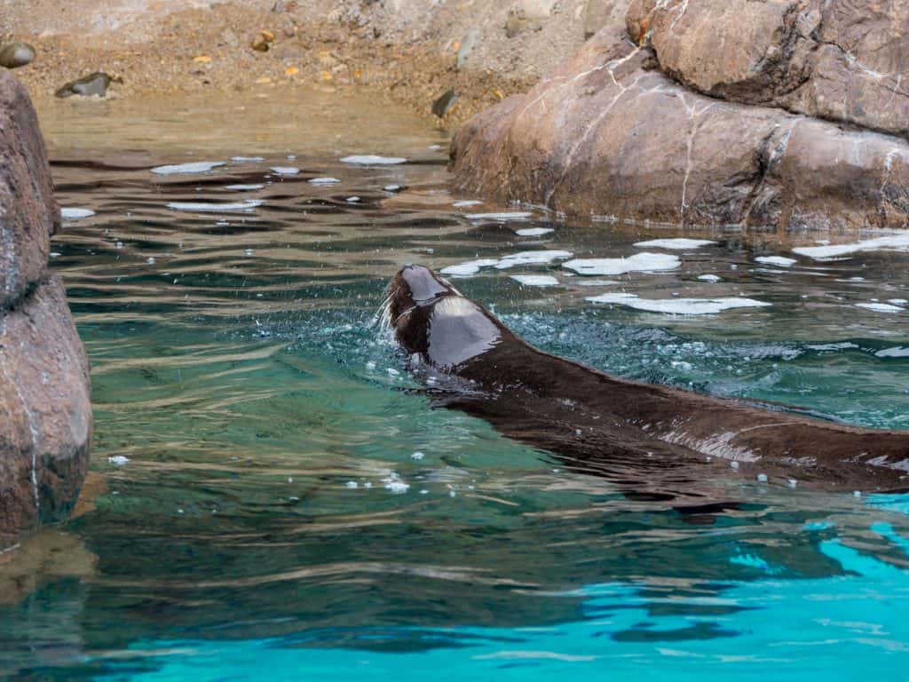 The Indianapolis Zoo is fun for people of all ages and we can't recommend it enough. Be sure to make time to see all of their awesome exhibits, including the Dolphin Dome Underwater Viewing area!