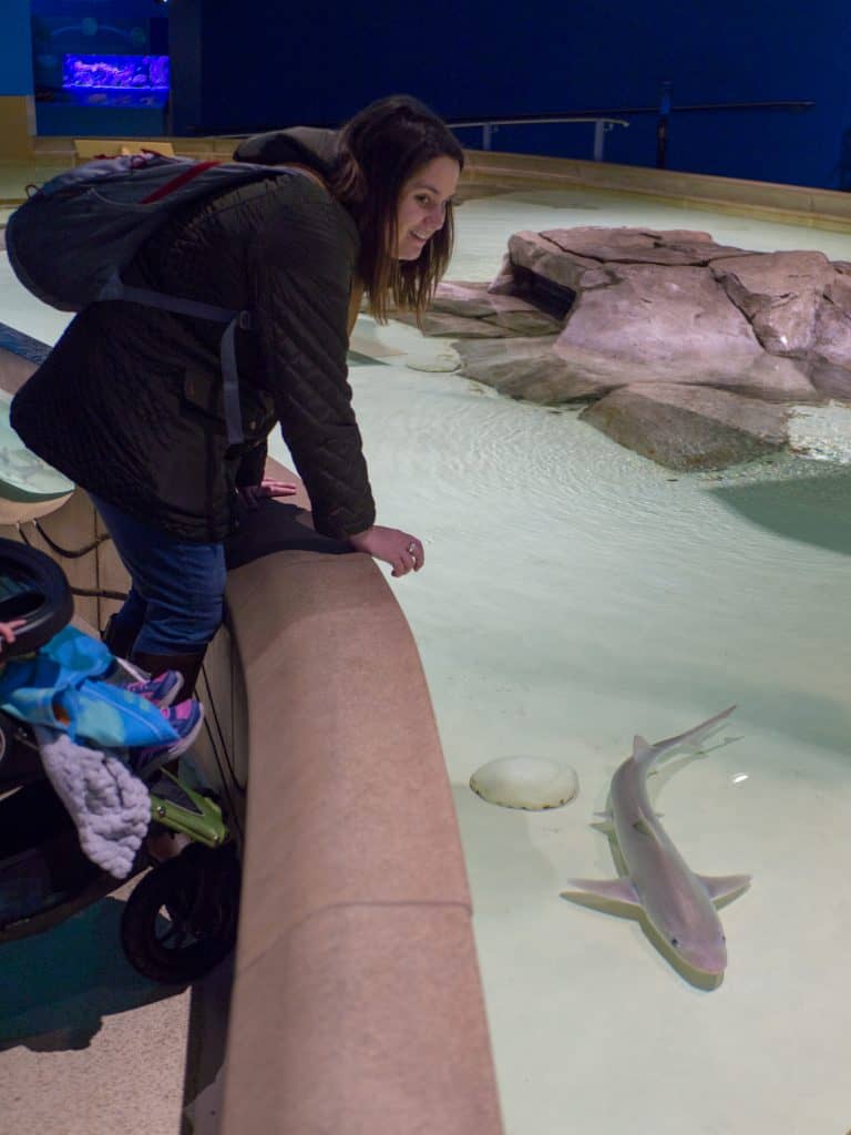 The Indianapolis Zoo is fun for people of all ages and we can't recommend it enough. Be sure to make time to see all of their awesome exhibits, including the Dolphin Dome Underwater Viewing area!