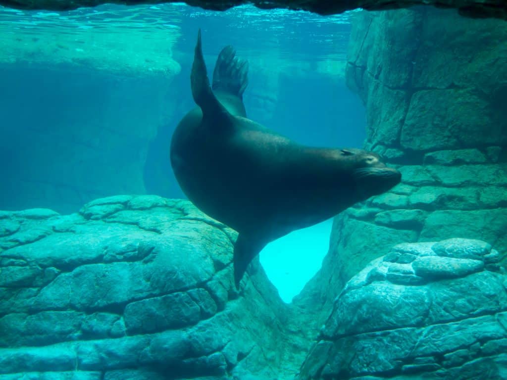 The Indianapolis Zoo is fun for people of all ages and we can't recommend it enough. Be sure to make time to see all of their awesome exhibits, including the Dolphin Dome Underwater Viewing area!