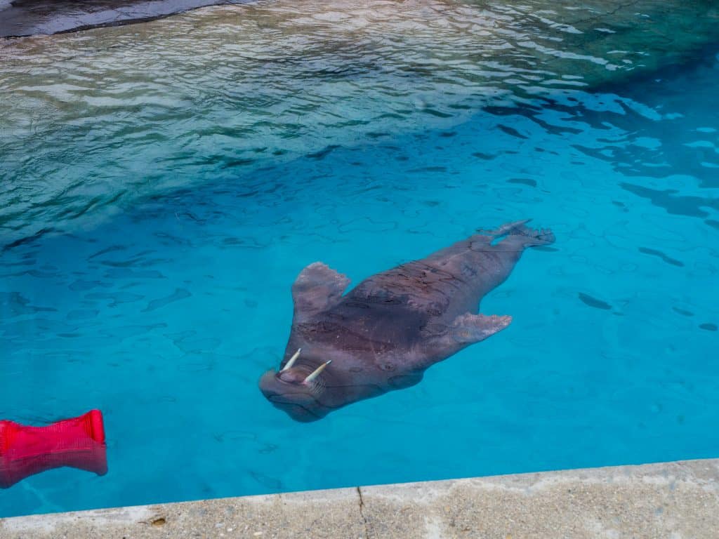 The Indianapolis Zoo is fun for people of all ages and we can't recommend it enough. Be sure to make time to see all of their awesome exhibits, including the Dolphin Dome Underwater Viewing area!