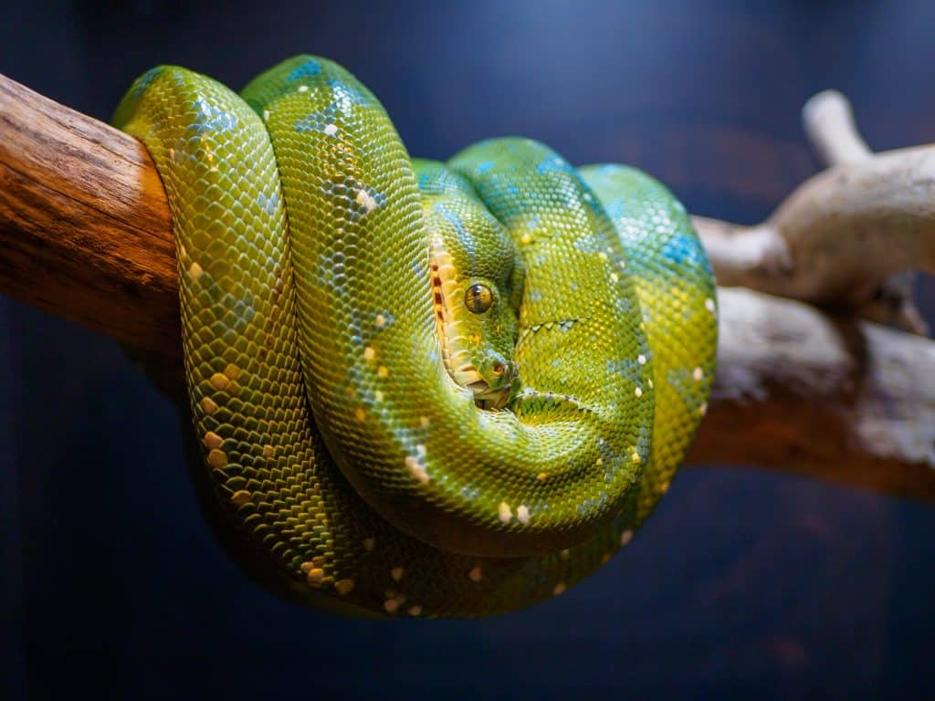 The Indianapolis Zoo is fun for people of all ages and we can't recommend it enough. Be sure to make time to see all of their awesome exhibits, including the Dolphin Dome Underwater Viewing area!