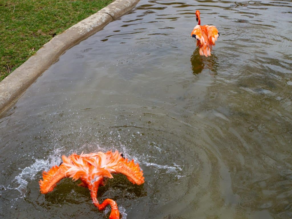 The Indianapolis Zoo is fun for people of all ages and we can't recommend it enough. Be sure to make time to see all of their awesome exhibits, including the Dolphin Dome Underwater Viewing area!