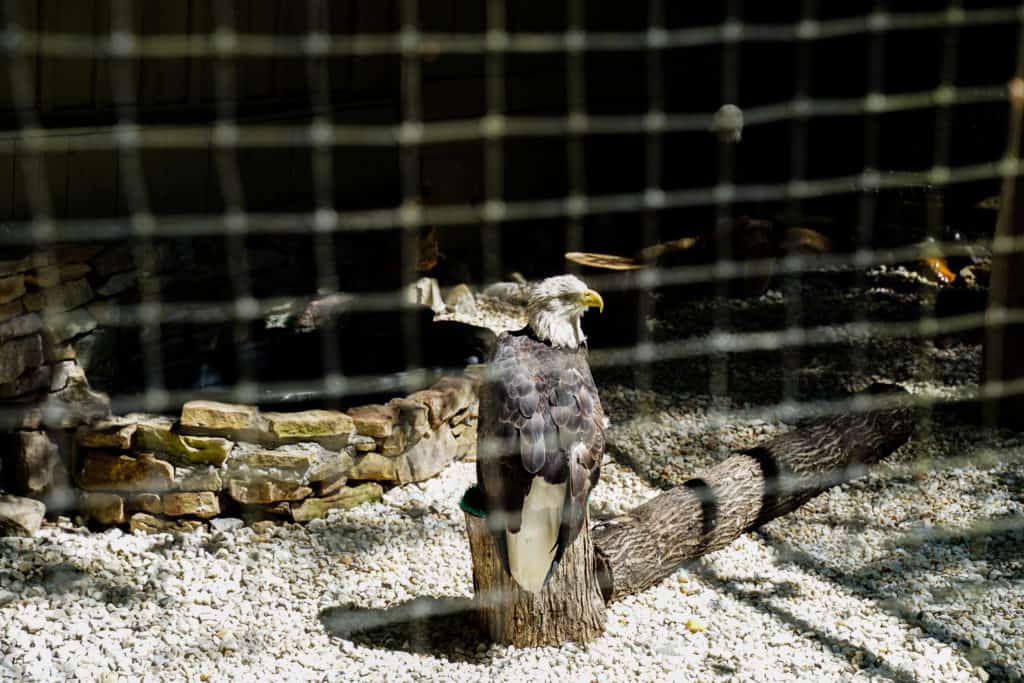 Bald Eagle inside of Eagle Mountain at Dollywood.