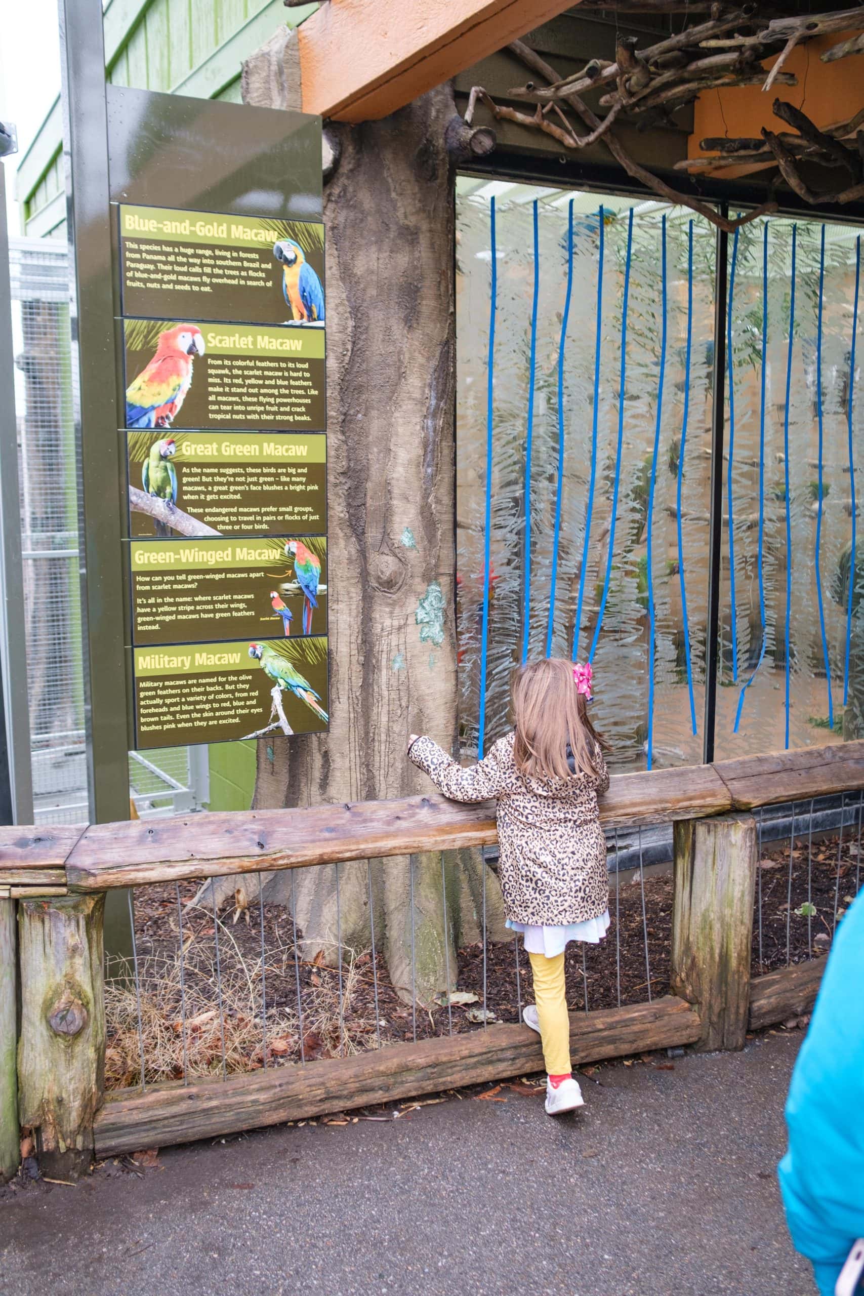 Child looking at tropical birds and parrots inside the Indianapolis Zoo.