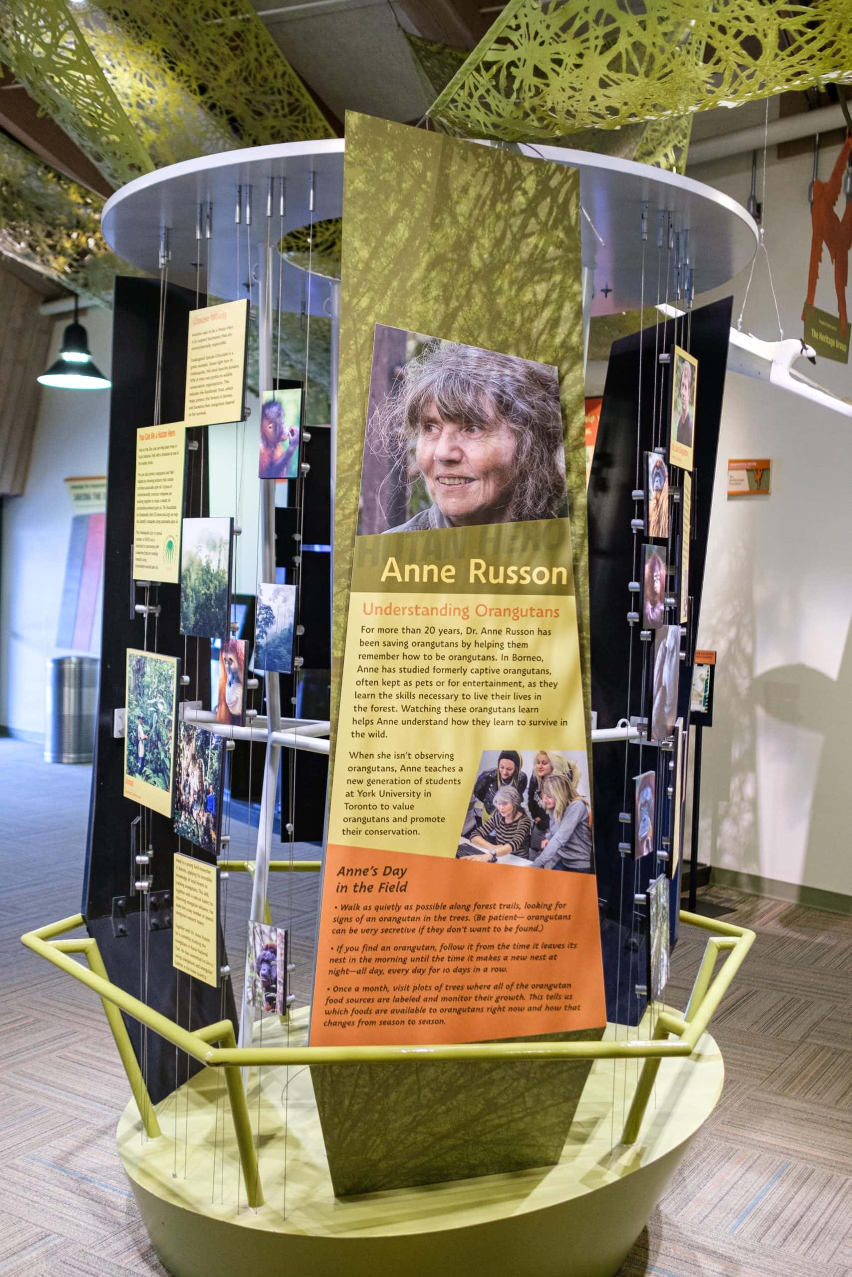 Anne Russon display at Orangutang exhibit inside the Indianapolis Zoo.