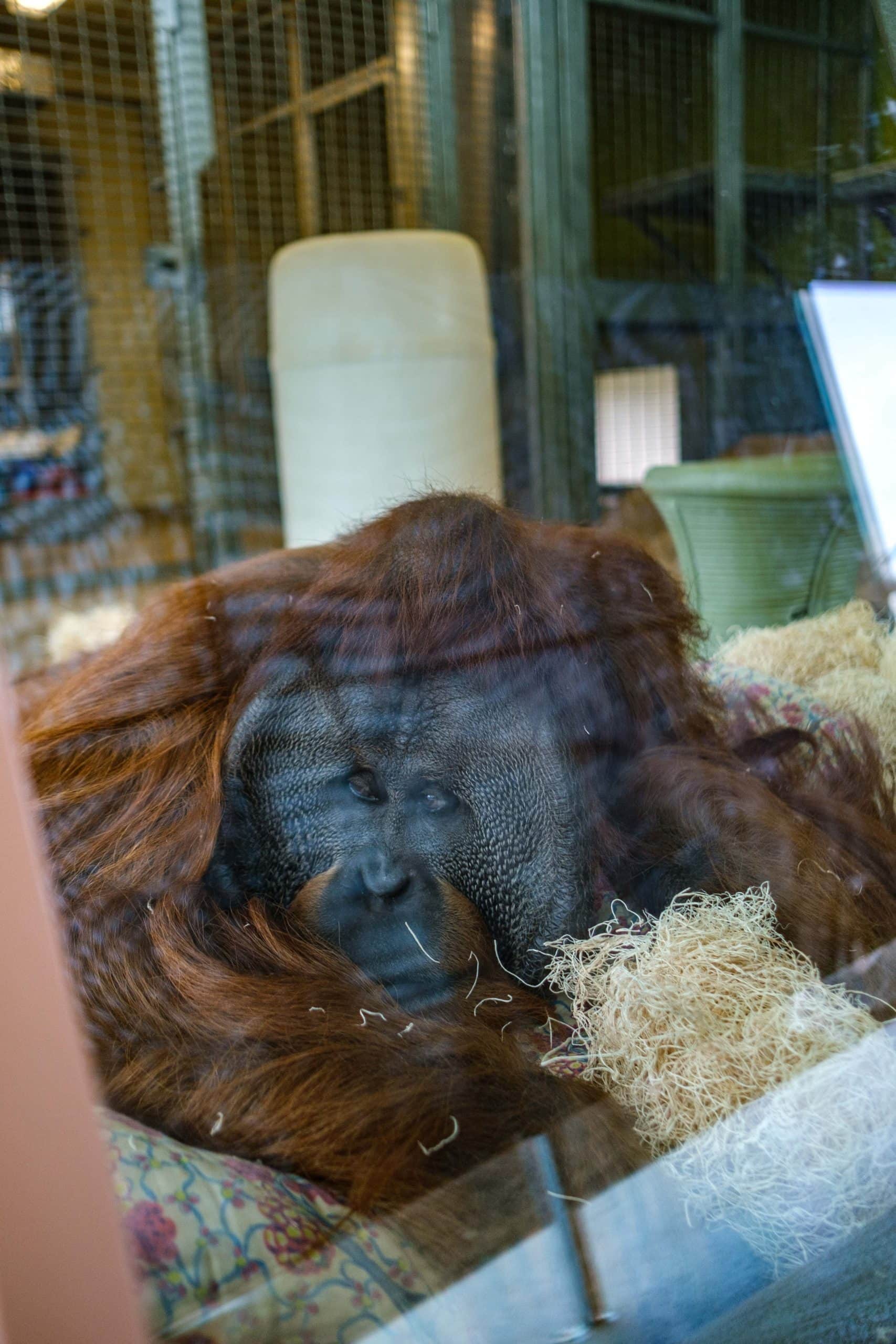 Sleeping Orangutang inside the Indianapolis Zoo.