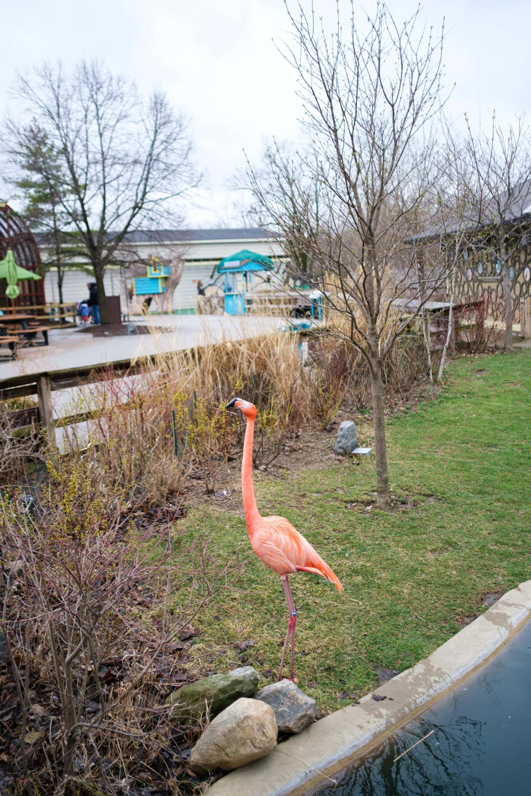 Very friendly flamingo outside inside the Indianapolis Zoo.