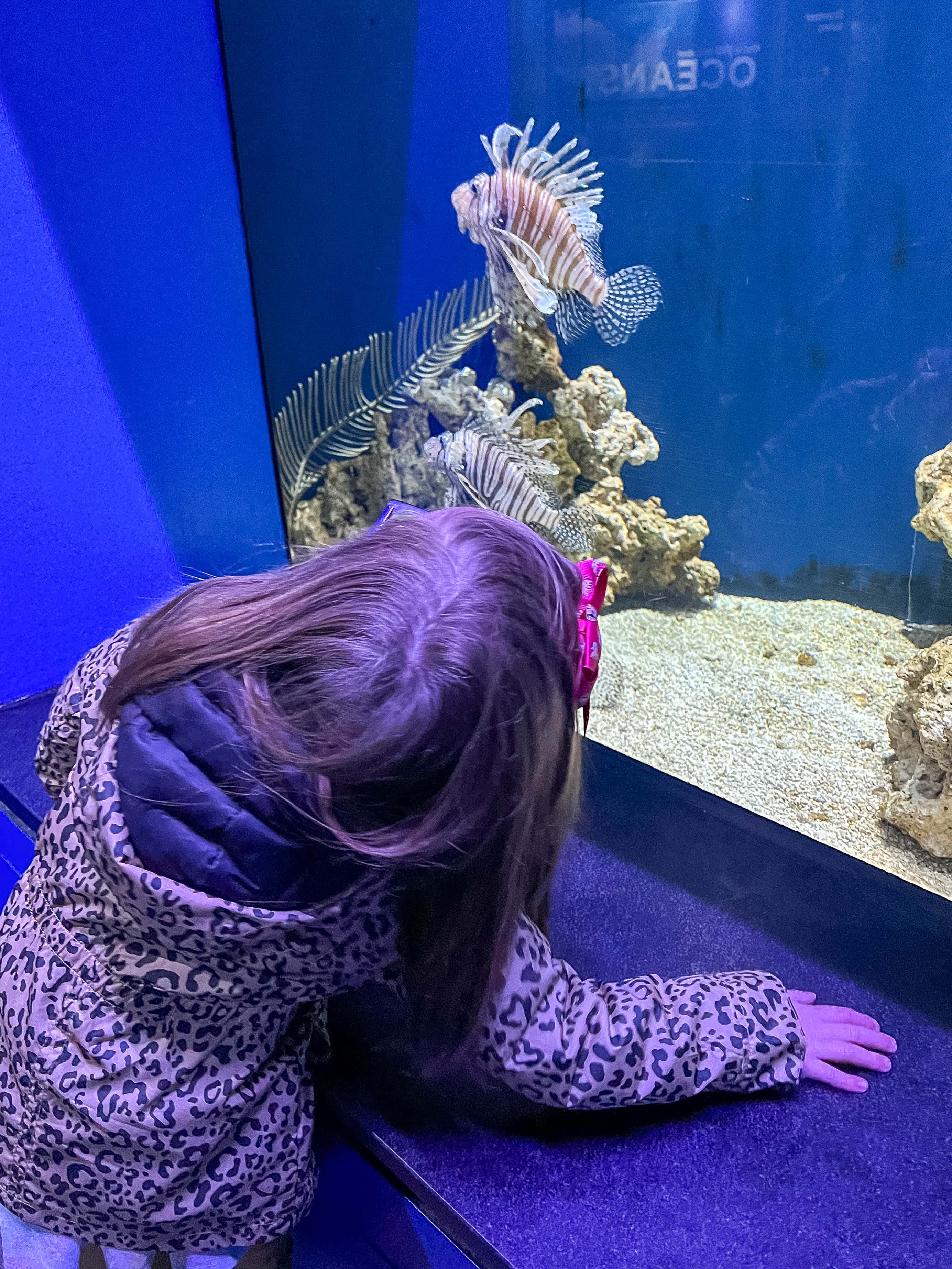 Child looking at lion fish inside the Indianapolis Zoo aquarium.