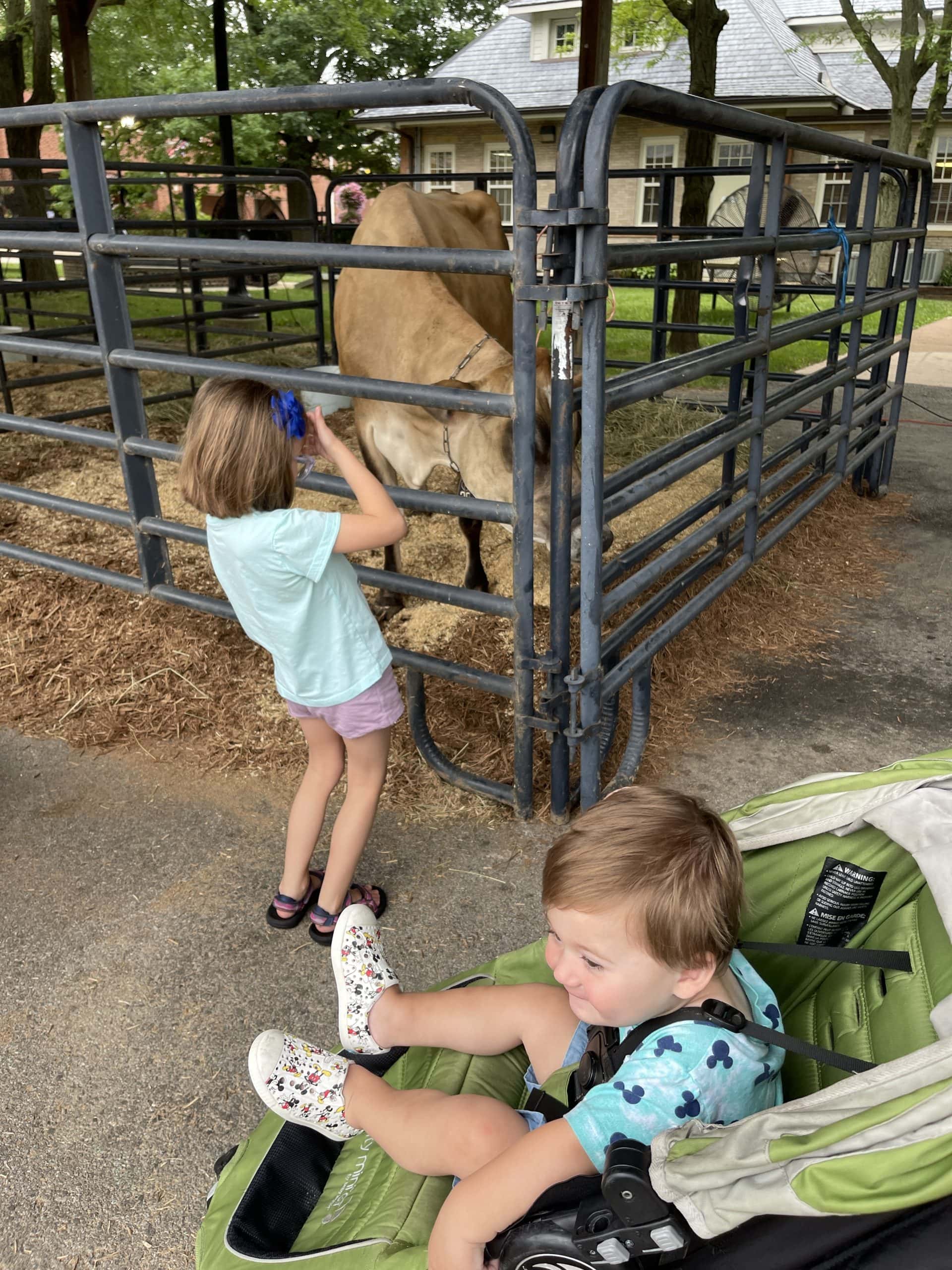 Kids petting cows at the Ohio State Fair.