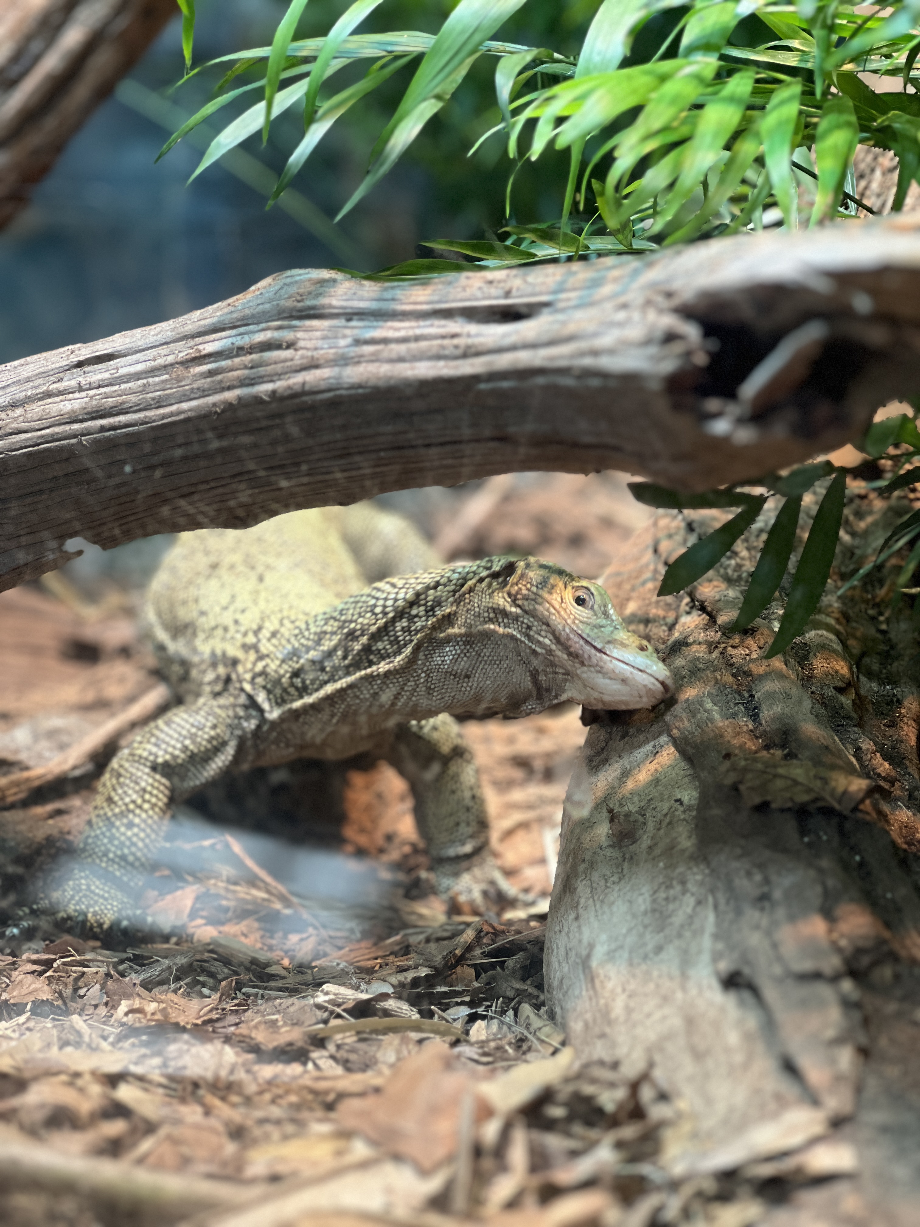 A giant lizard at the Cincinnati Zoo.