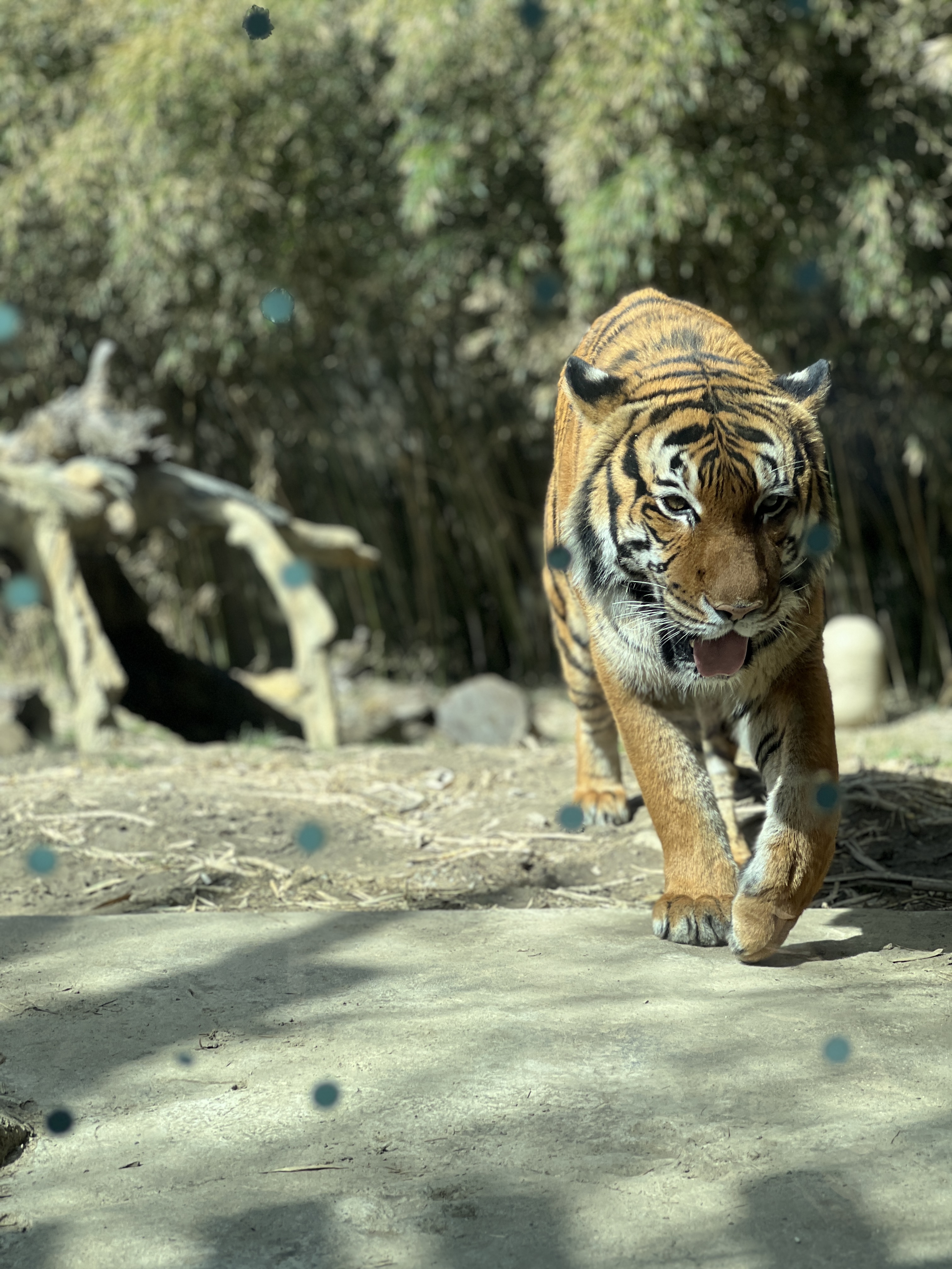 A tiger walking towards the screen.
