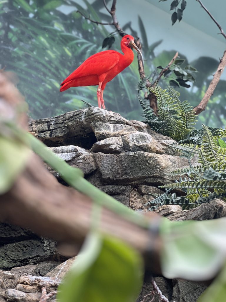 Pretty pink bird on a rock at the Cincinnati Zoo. 