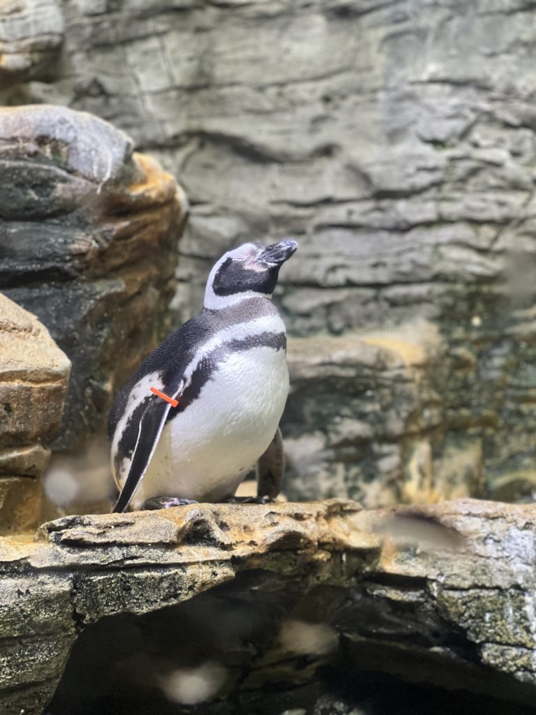 Penguin at the Cincinnati Zoo on some rocks in their exhibit.