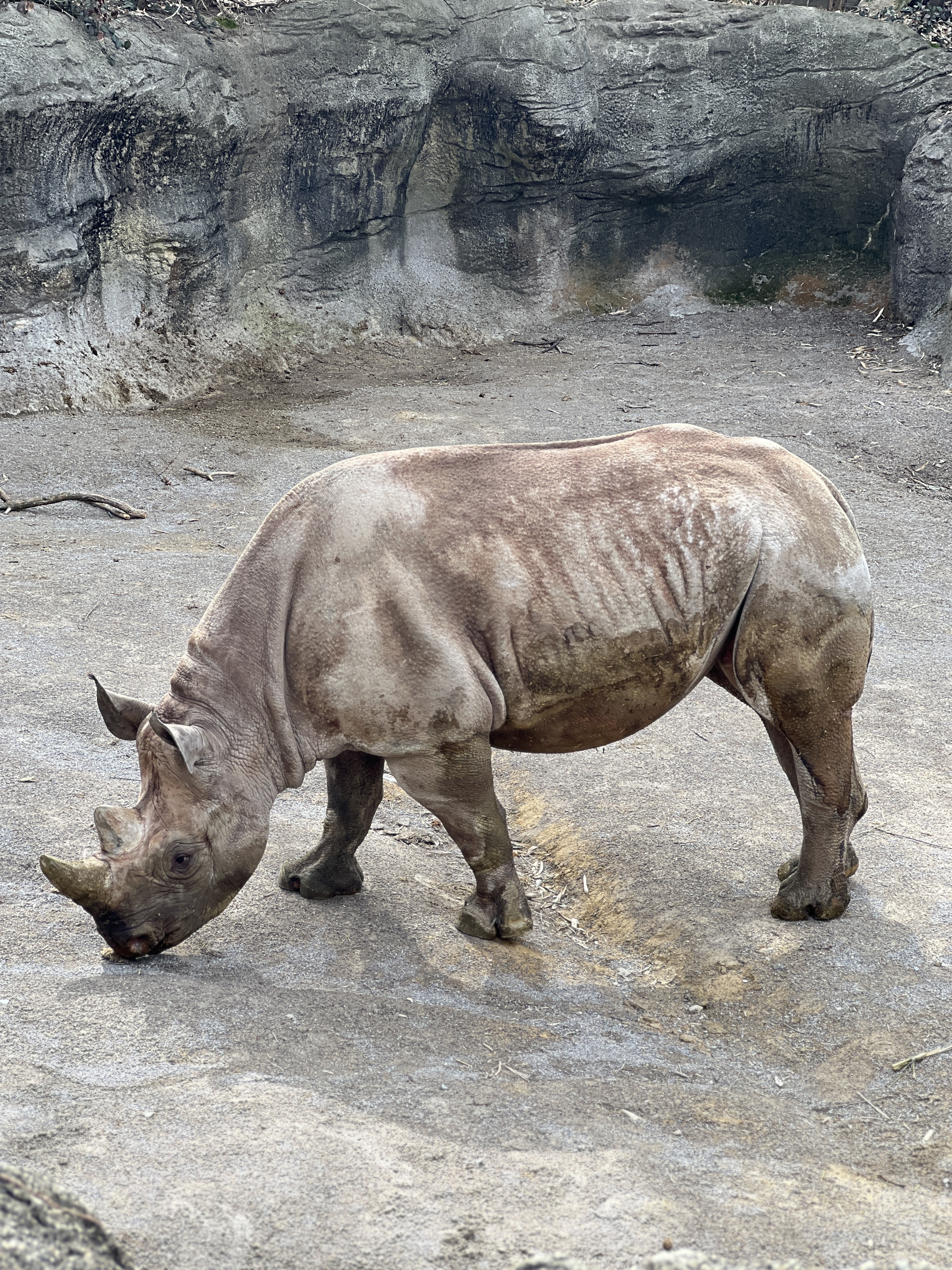 A black rhino at the Zoo.