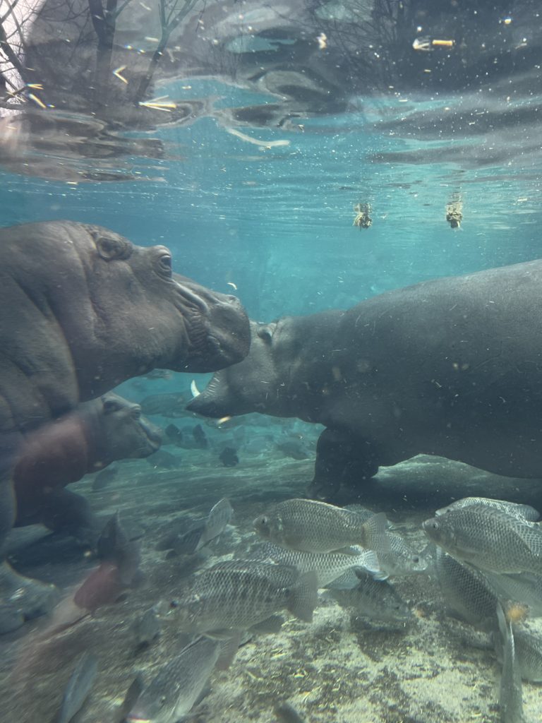 Fiona and Fritz, the hippos at the Cincinnati Zoo under water in their habitat. 