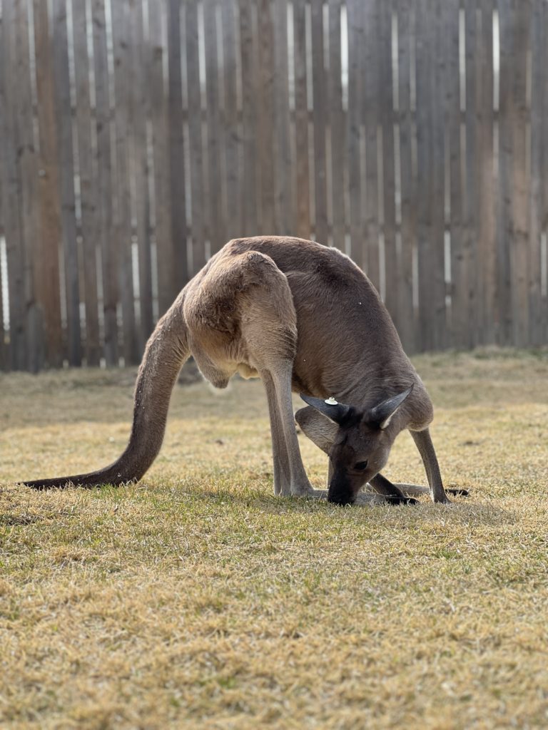 Kangaroo bending down at the Cincinnati Zoo Roo Valley exhibit.